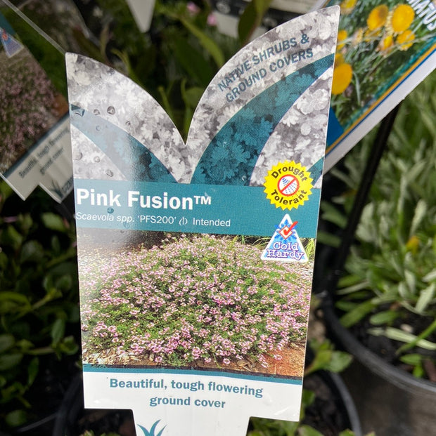 Scaevola humilis (PFS200)  PINK FUSION™ 140mm