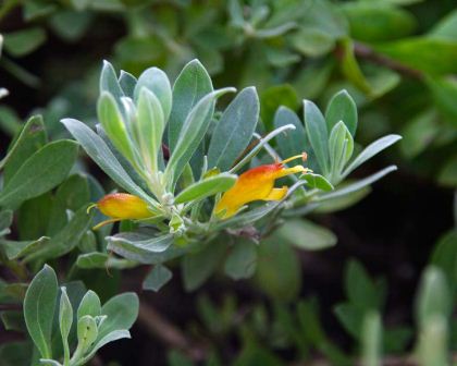 Eremophila Amber TUBE