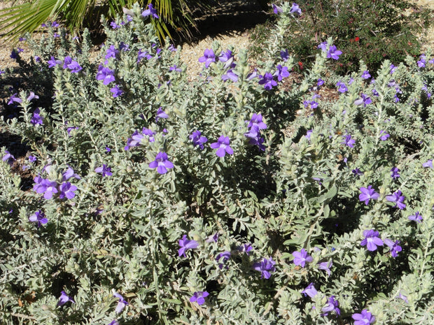 Eremophila hygrophana TUBE