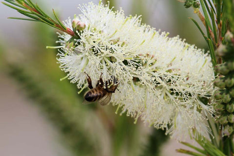 Callistemon Salignus TUBE