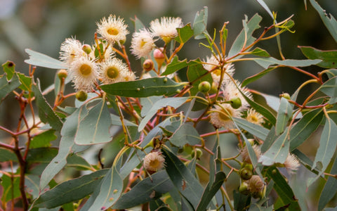 Eucalyptus ballariensis 'Yellow Gum' Tube