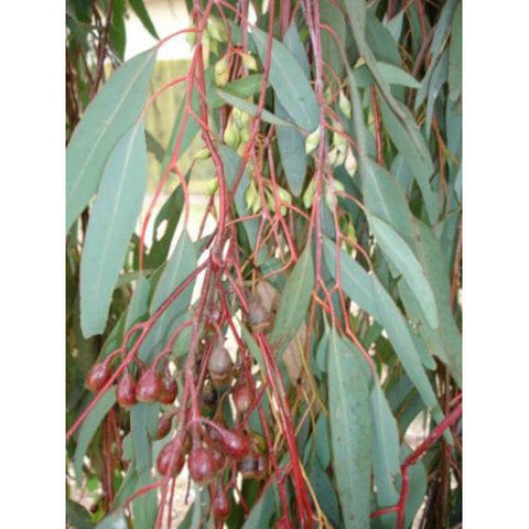Eucalyptus little spotty 330mm
