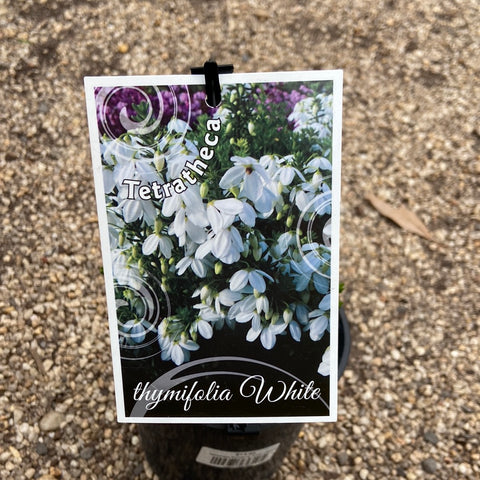 Tetratheca thymifolia White 140mm