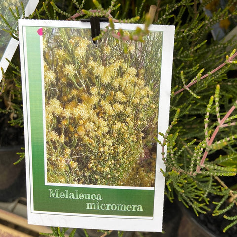 Melaleuca micromera 140 mm