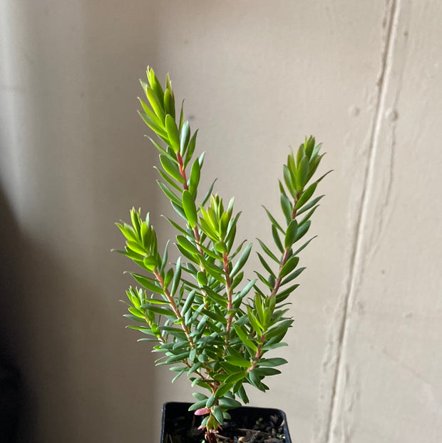 Leucopogon parviflorus 140mm