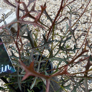 Grevillea Synapheae Fine Leaf Form 140mm