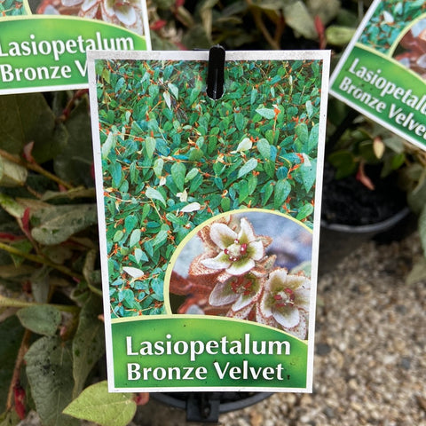 Lasiopetalum macrophyllum 'Bronze Velvet' 140 mm