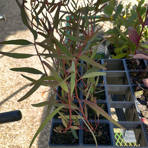 Eucalyptus Sideroxylon Rosea tube