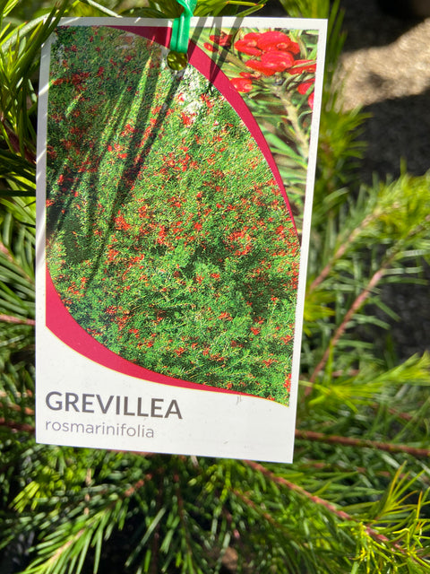 Grevillea rosmarinifolia 250mm