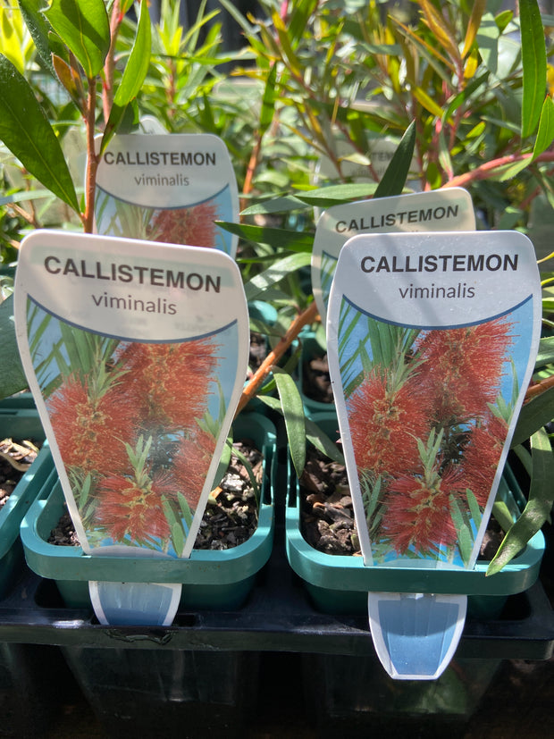 Callistemon viminalis red 140mm