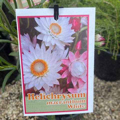 Helichrysum macranthum White 140 mm