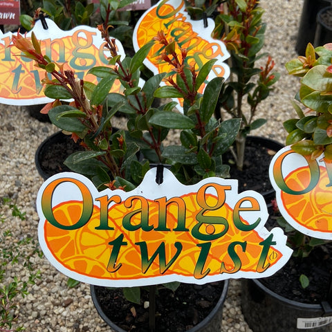 Syzygium Orange Twist 140mm
