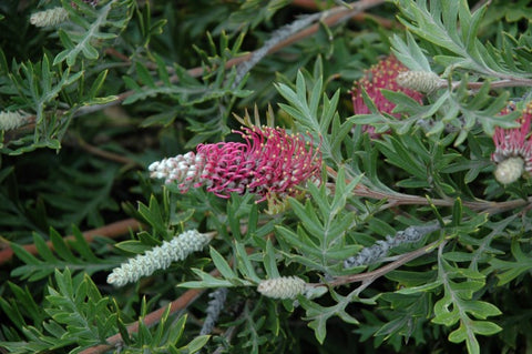 Grevillea Delight 'carpet Layer' 250mm