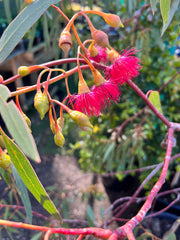 Eucalyptus Leucoxylon ‘Scarlet’ 400mm