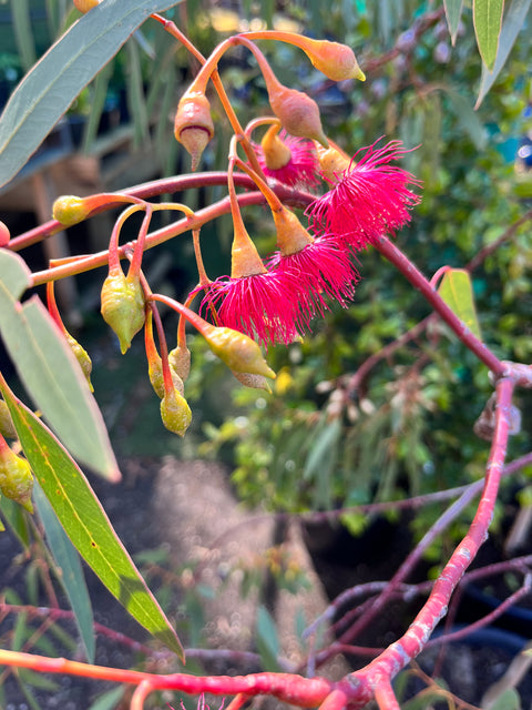 Eucalyptus Leucoxylon ‘Scarlet’ 400mm