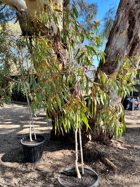 Eucalyptus Leucoxylon ‘Scarlet’ 400mm