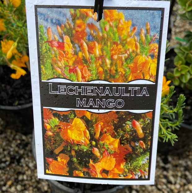 Lechenaultia Mango 140mm