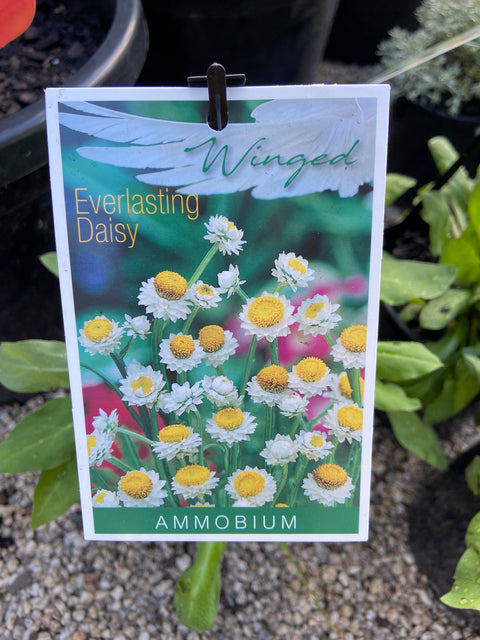 Ammobium alatum