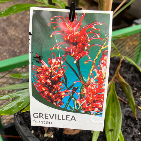 Grevillea banksii forsteri - 250 mm