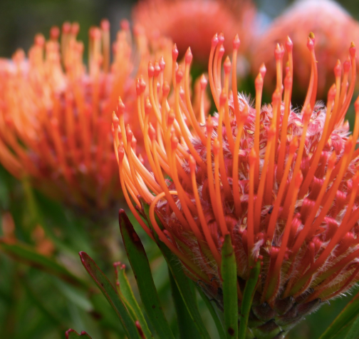 Leucospermum so® sincere 140mm