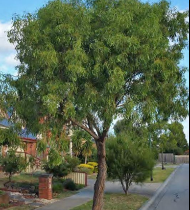 Acacia Implexa Lightwood 140mm