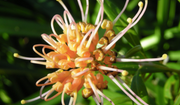 Grevillea Apricot Glow Tube