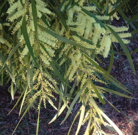 Acacia Floribunda 300mm