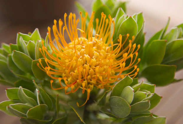 Leucospermum Carnival Copper 180mm