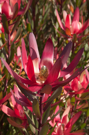 Leucadendron 'Safari Magic' 250mm