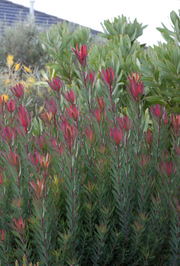 Leucadendron 'Safari Magic' 250mm