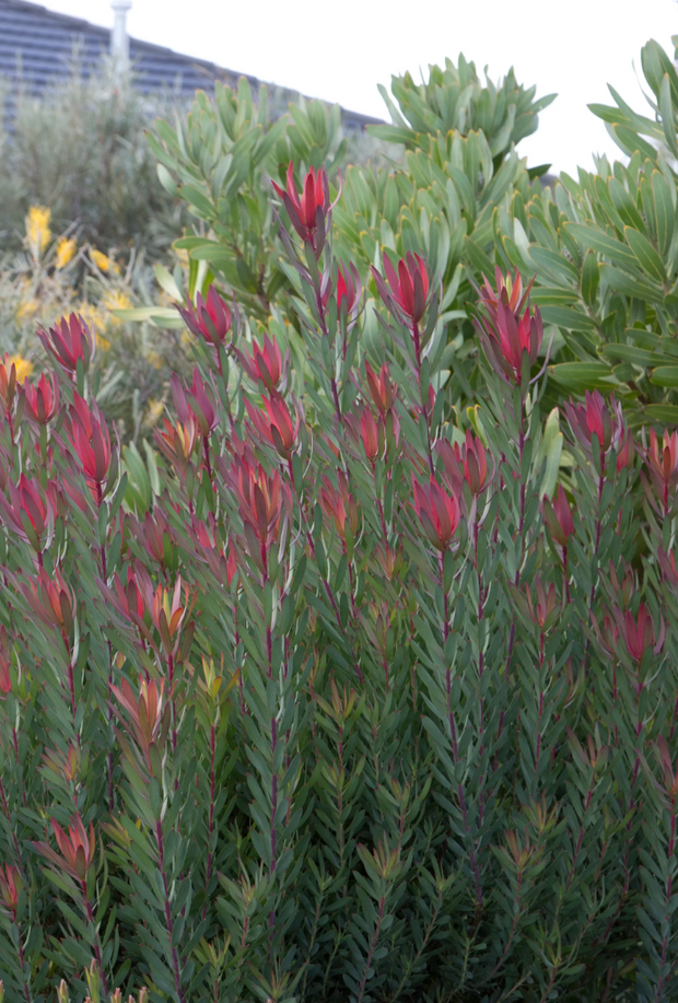 Leucadendron 'Safari Magic' 250mm