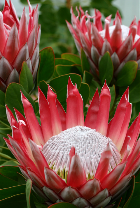 Protea 'Frosted King' 140mm