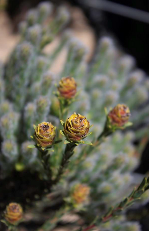 Leucadendron 'Springthyme' 140mm