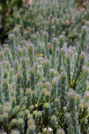 Leucadendron 'Springthyme' 140mm