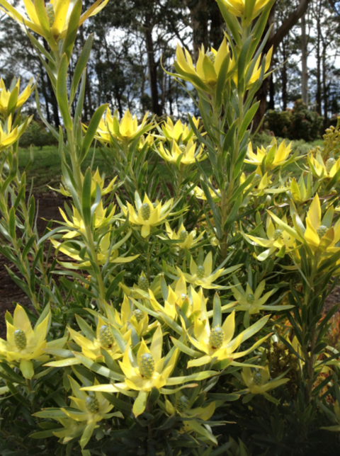 Leucadendron Floridum Pisa 140mm