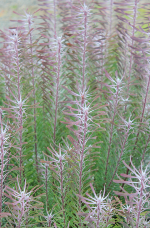 Leucadendron 'Purple Haze' 200mm