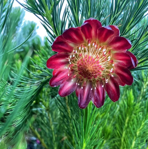 Protea nana 140mm