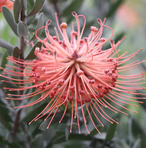 Leucospermum So Exotic 140mm