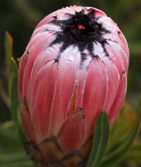 Protea Pink mink 140mm