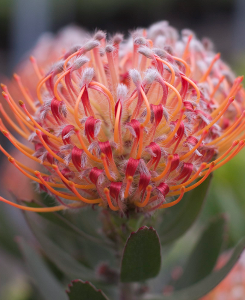 Leucospermum Scarlet Ribbon 140mm