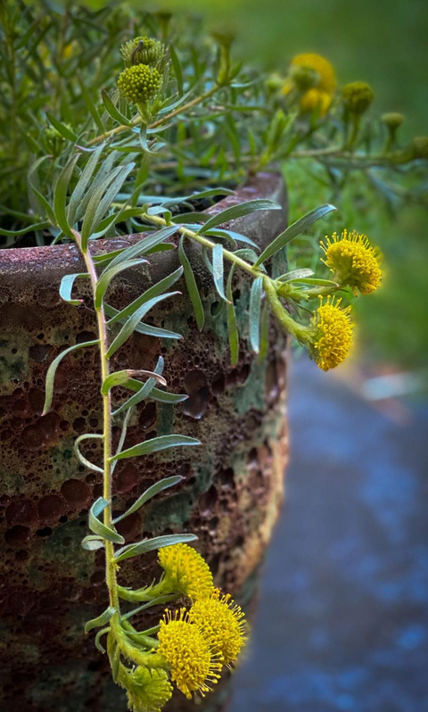Leucospermum prostratum 140mm