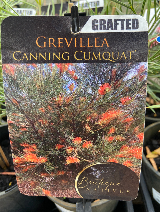 Grevilllea Canning Cumquat Grafted 180m