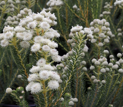 Berzelia Buttonbush Snow 140mm