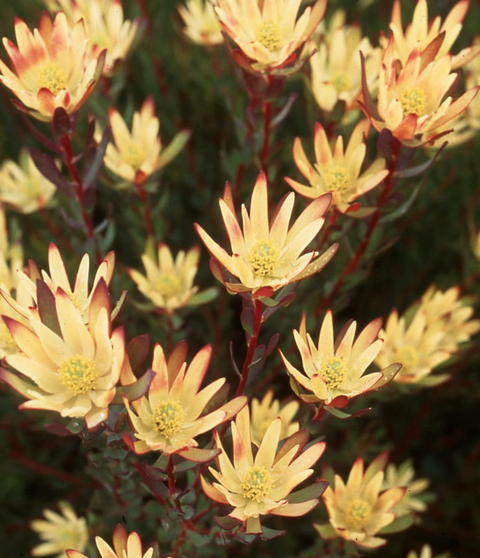 Leucadendron Baby Bouquet 140mm