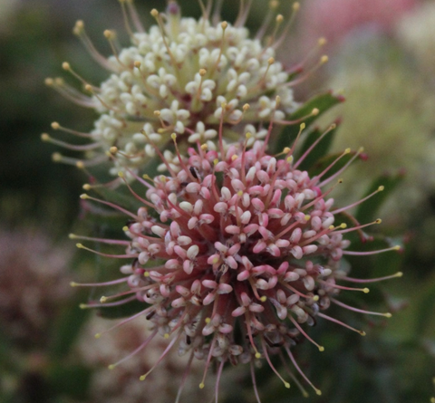 Leucospermum Hullabaloo 140mm