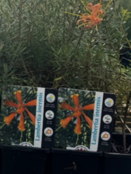 Lambertia inermis LARGE TUBE