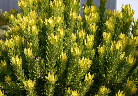 Leucadendron Winter Gold 140mm