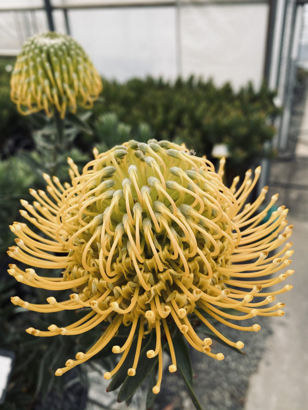 Leucospermum 'So Majestic' 140mm