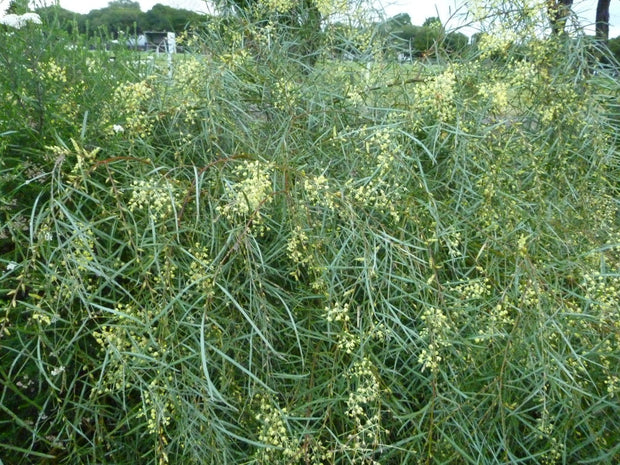 Acacia Iteaphylla 'Flinders range wattle' Tube