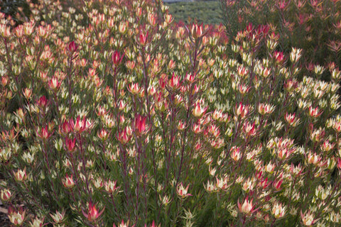 Leucadendron 'Amy' 250mm